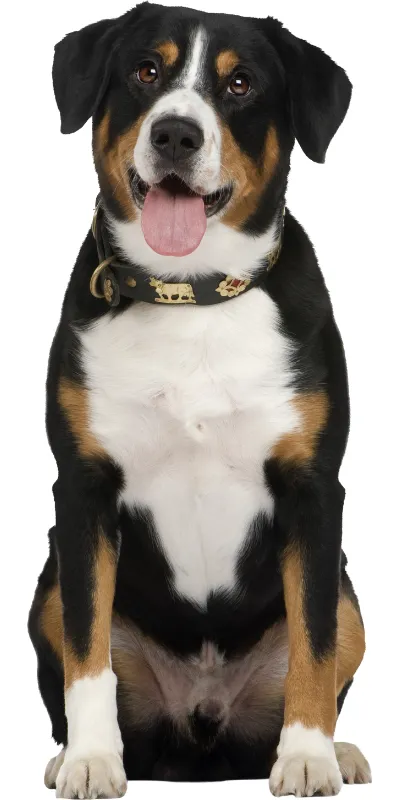 Imgen de Perro