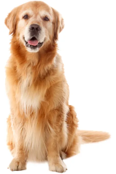 Imgen de Perro