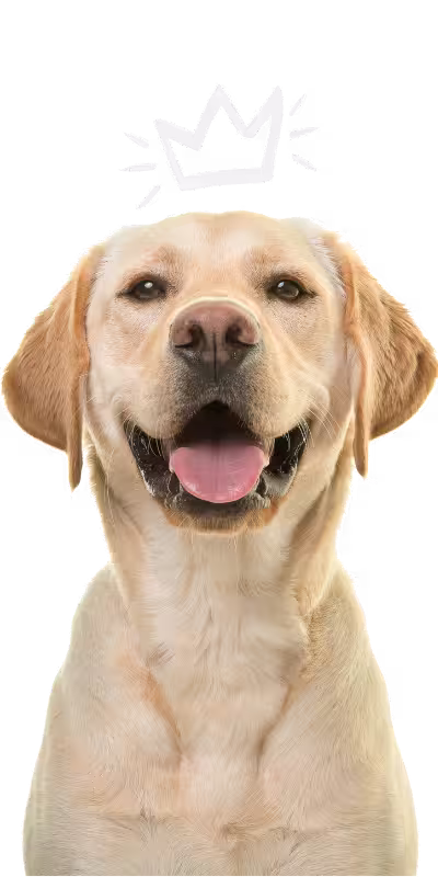 Perro Hanku