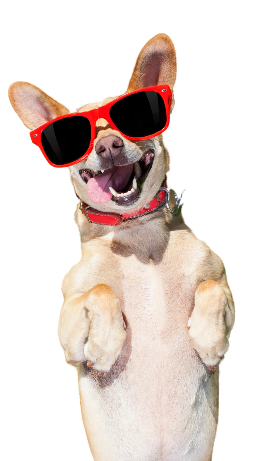 Perro Hanku Feliz